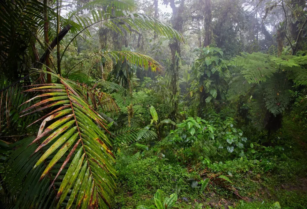 Amazon Forest Dense Bush